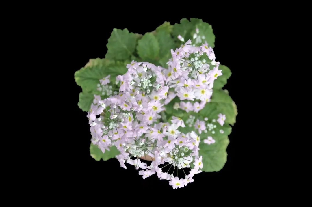 胭脂蜀