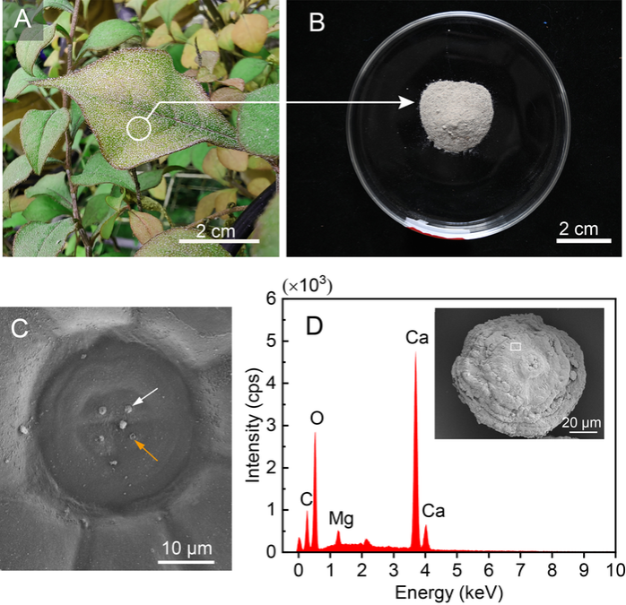 【媒体视角-科学网】植物在高钙环境中的适应策略为生物矿化固碳提供新思路